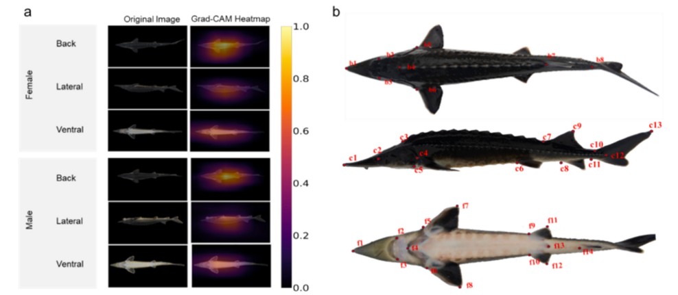Multi-view sturgeon images, attention maps, and morphological landmarks.